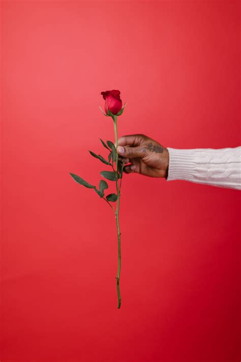 Gambar Valentine Menanam Sikap Daun Bunga Ranting Siku