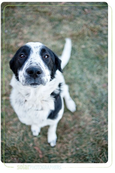 They are also called a pitbull border collie mix. Pin by Fiona Cunningham on Socks | Border collie mix, Border collie, Best dogs