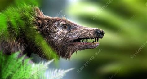 Hyaenodon Artists Impression Of The Extinct Prehistoric Mammal