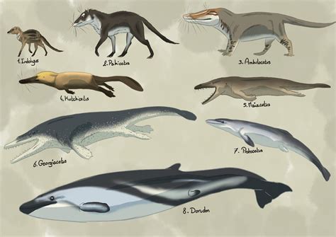 Whale Evolution By Rainbowleo On Deviantart Prehistoric Animals