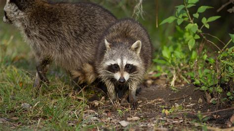 Common Diseases Spread By Raccoons Raccoon Removal Louisville