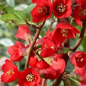 Green fruit, ripening to yellow, is edible. Flowering Quince for Early Spring Blooms | Grow ...