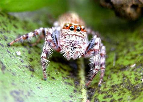 Garden Jumping Spider Opisthoncus Sp
