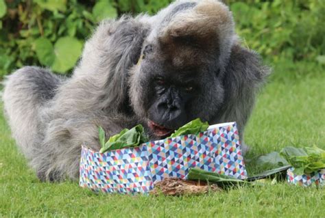 Nico One Of Worlds Oldest Gorillas Has Died At Longleat Safari Park