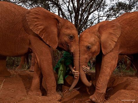 30 Incredible And Award Winning National Geographic Animal Photos