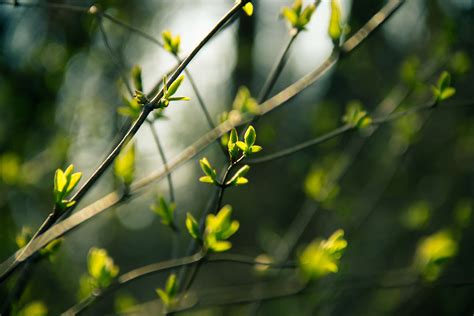 3840x2560 Branches Buds Leaves Nature Spring Twigs 4k Wallpaper