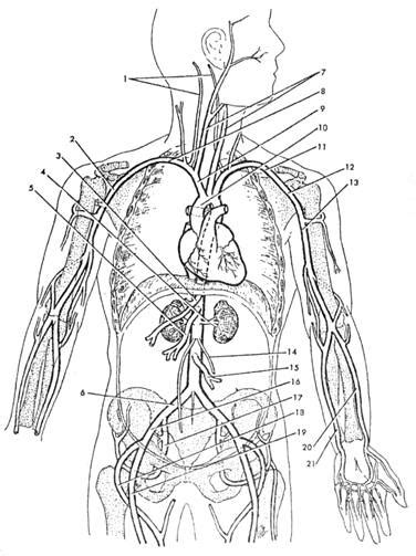 Anatomy Label Major Arteries And Veins Human Arteries And Veins