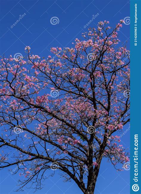 Pink Flowered Ipe With Blue Sky Stock Image Image Of Cerrado Goias