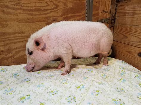 Miniature Potbellied Pigs For Sale Tanglewood Farm Miniatures