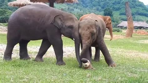 World Cup Fever Hits Animals Baby Elephants Play Football