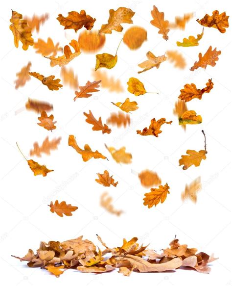 Осенние дубовые листья падают — Стоковое фото © sserg_dibrova #30022261