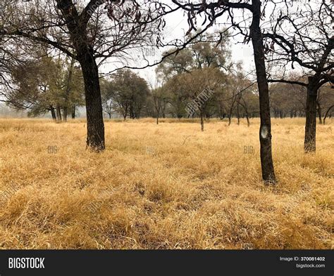 View Yellow Dry Grass Image And Photo Free Trial Bigstock