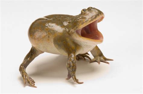 Underground reptiles has awesome baby budgett's frog for sale at the lowest prices. Budgett's frog | Reptiles | Pinterest