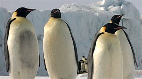 Happy Feet Emperor Penguins Are More Than Willing To Relocate