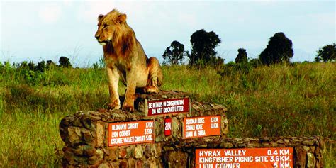 Nairobi National Park Tour Kenya Safari Morning Or Afternoon Game Drive