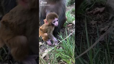 Adorable Baby Monkeys 🙊 Monkey Lyly 😍 Tik Tok Animals125 Youtube
