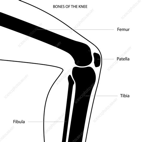 Knee Anatomy Illustration Stock Image F0361376 Science Photo