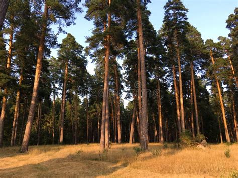 High Pine Trees Against The Sky Summer Pine Forest Stock Photo Image