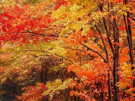 2021 fall foliage peak map when do leaves peak across america across america us patch