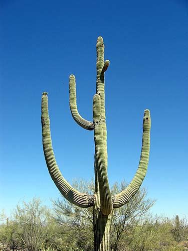 All cacti are succulents, but not all succulents are cacti. Warm Desert Biomes - What makes up the desert biome?