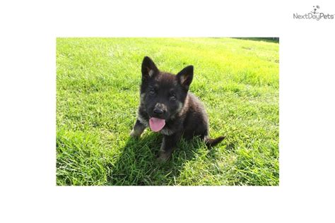 Meet Gsd Female Y A Cute Wolf Hybrid Puppy For Sale For 500 Wolf
