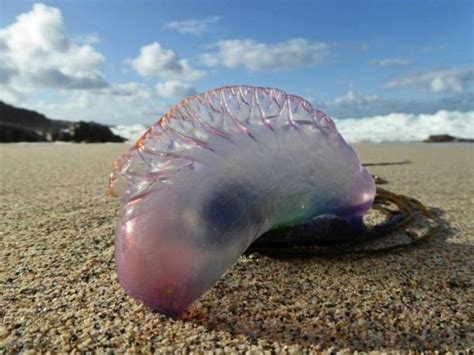 Lethal Jellyfish May Have Been Swept Towards Louth Shoreline Dundalk