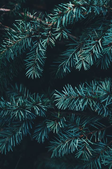 Green Christmas Trees Wallpapers Wallpaper Cave