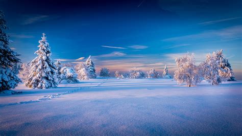 Photo Winter Spruce Nature Sky Snow Scenery Trees 2560x1440