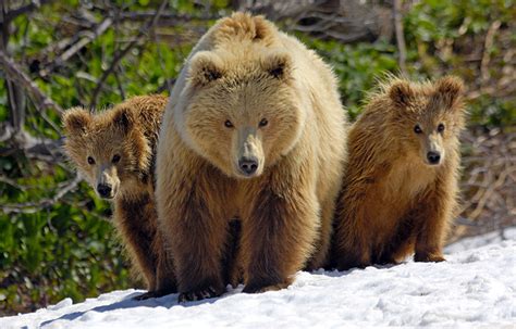 The Mighty Bears Of Kamchatka Region Photos · Russia Travel Blog