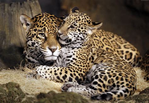 cat, wild, little jaguar, young jaguar, face, HD Wallpaper | Rare Gallery