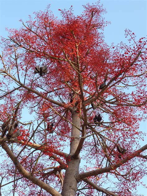 Red Flowering Tree Flowering Trees Plants Red
