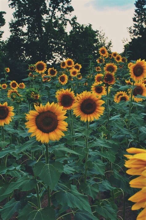 Gagosian quarterly spring 2019 by gagosian quarterly issuu. sunflower aesthetic | Tumblr