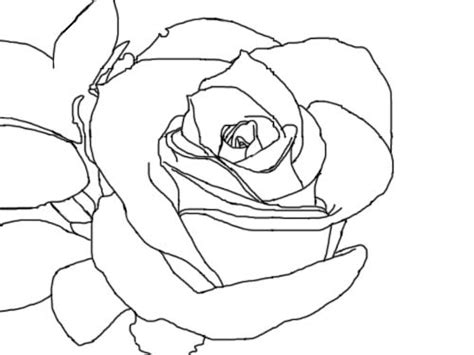 Rose lineart clipart free download! Rose Lineart by CattBon on DeviantArt