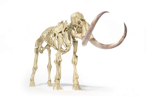 Woolly Mammoth Skeleton Photograph By Leonello Calvettiscience Photo