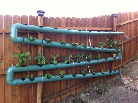 My Diy Aquaponics System So Far So Good 40ft Of Pvc And 36 Spots For