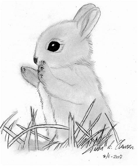 Bunny Drawing Picture Drawing Skill