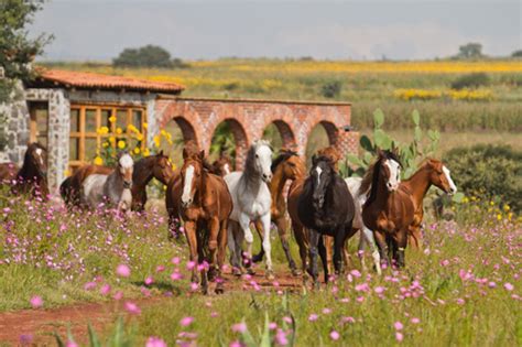 Mexico Equestrian San Miguel De Allende Adventure Getaway