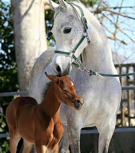 Horse Mare And Foal Look At That Little Face Adorable Little Horse
