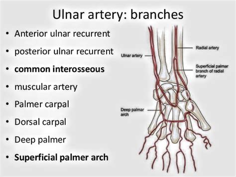 Ulnar Artery Pt Master Guide