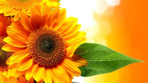 34 Autumn Sunflower Desktop Wallpaper Wallpapersafari