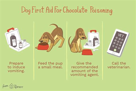 How To Treat Chocolate Poisoning In Dogs