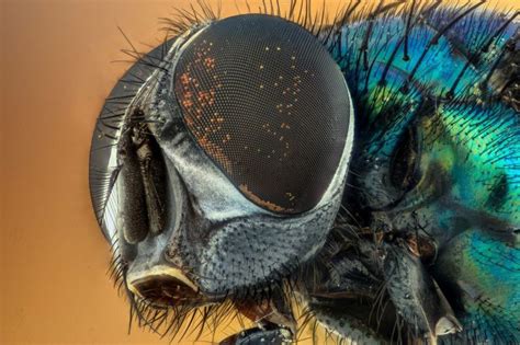 Best Macro Lens For Insect Photography The Top 5