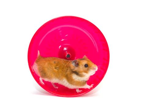640 Hamster Running On Wheel Stock Photos Pictures And Royalty Free