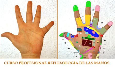 Reflexología De Las Manos Escuela Internacional De Naturopatía