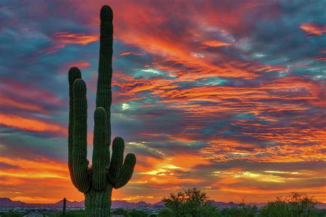 Desert Cactus Sunset Digital Art By Stevie Benintende