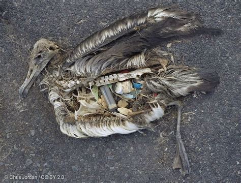 Stomach Contents Of Dead Albatross Greenpeace Usa