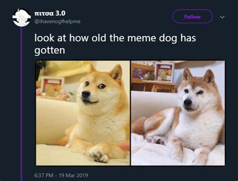 Old Doge Doge Know Your Meme