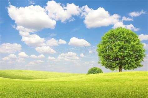 Green Field And Tree With Blue Sky And Clouds Stock Image Image Of