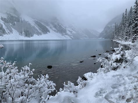 Fresh Snow At Lake Louise In Banff National Park Alberta Canada