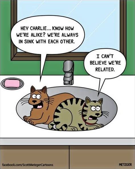 26 Witty Feline Comics For A Purrfect Sunday Funny Cat Videos Funny Cats Cat Jokes